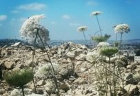 Por que a ocupação da Palestina por Israel interessa à juventude brasileira?